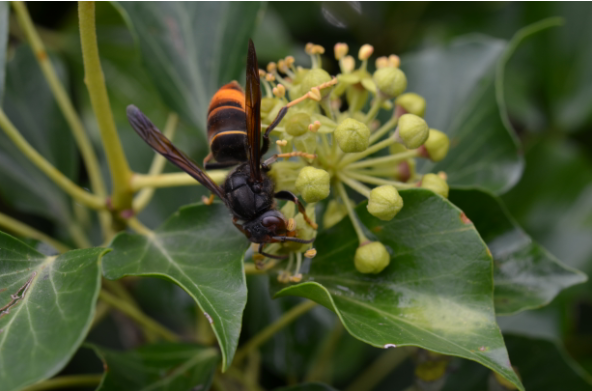 FRELONS A PATTES JAUNES (ou FRELONS ASIATIQUES)