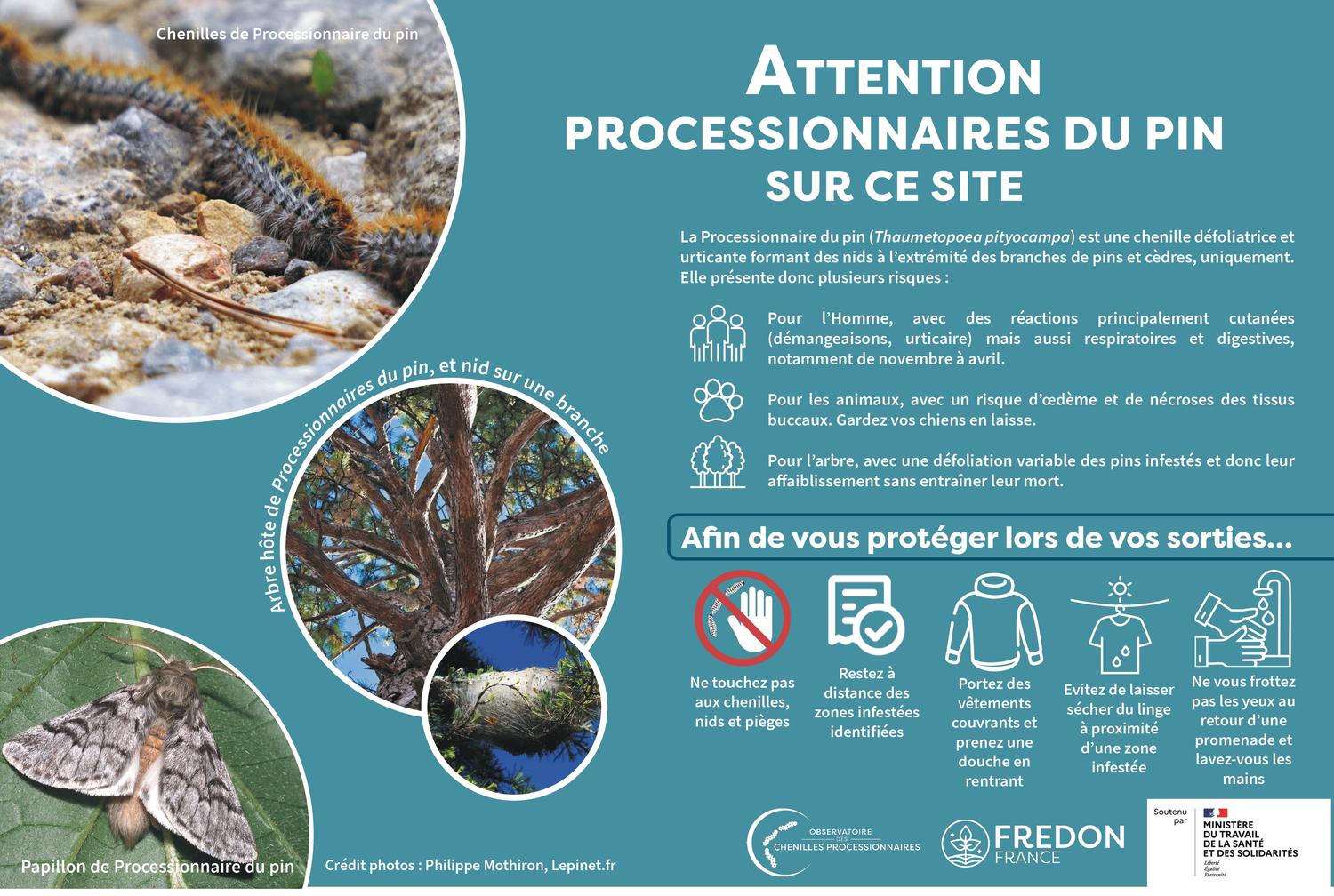 ATTENTION AUX CHENILLES PROCESSIONNAIRES